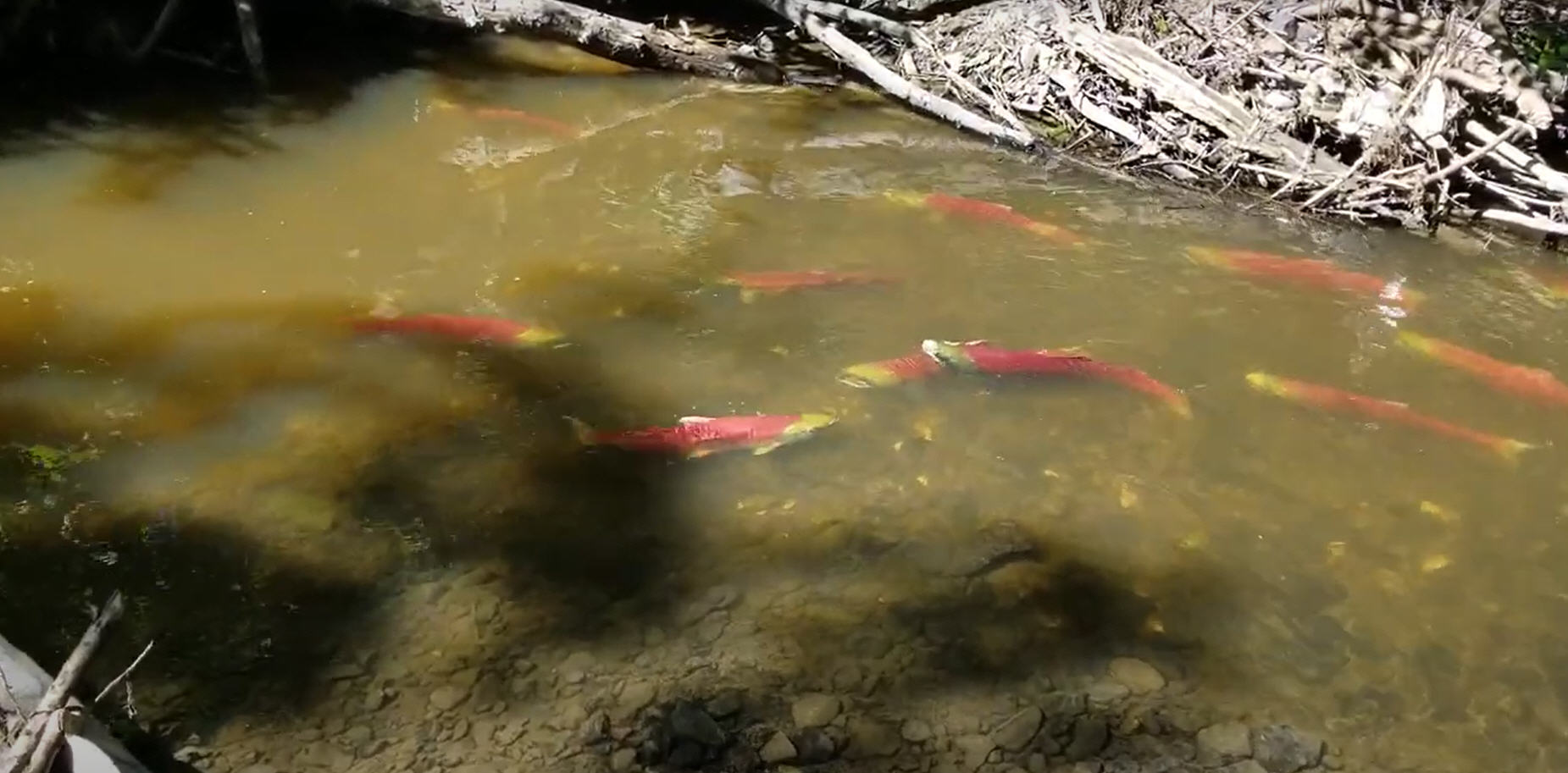 Sockeye Salmon return to Nahounli Creek in Fort St James